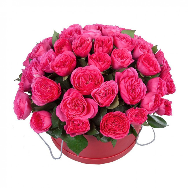 Розовый бум Розовый бум